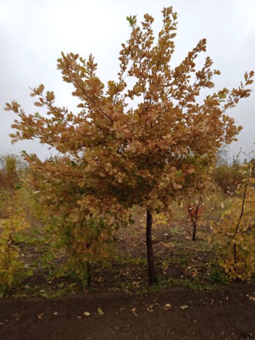 Благоустройство и озеленение
