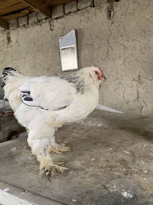 Брама  сатылады.