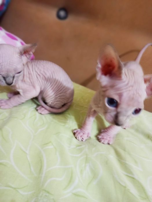 Продажа Сфинксов