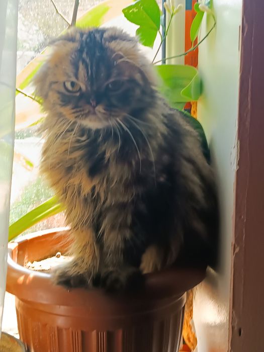 Вязка.  Персидская веслоухая девочка