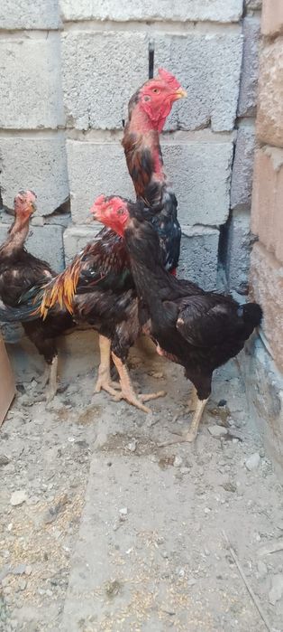 Продаются петух и куры бойцовые