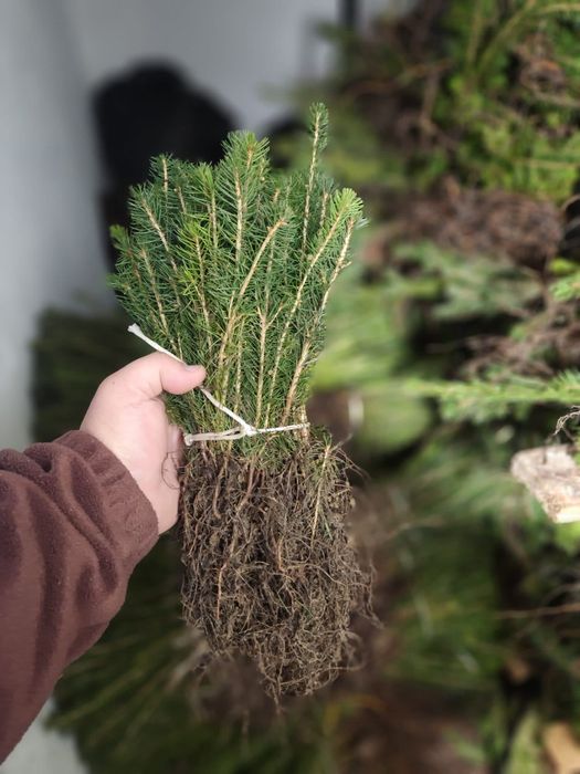 Puieti salcâm disponibil 15000.de bucăți preț 0.80 banii frasin comun