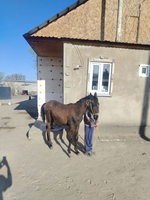 Еркек полукров жабағы сатылады