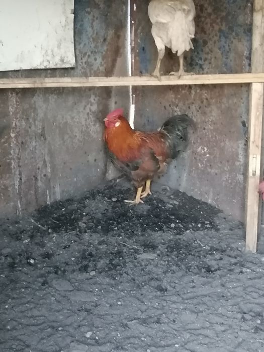 Продам двух петухов