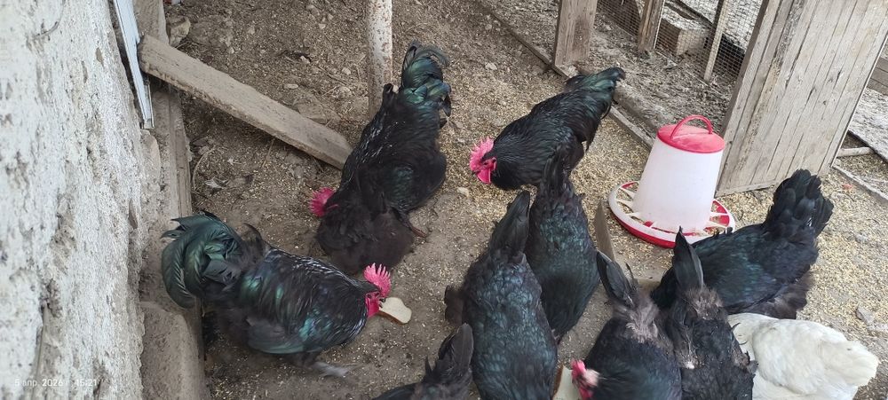 Инкубационное яйцо