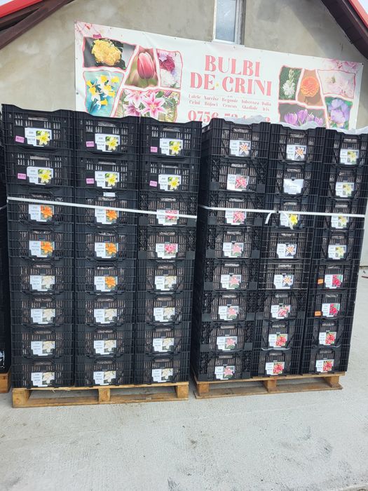 Vând bulbi de crini,lalele zambile narcise,bujori