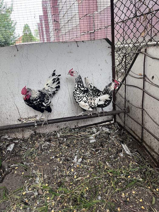 Продам курей сШамалган