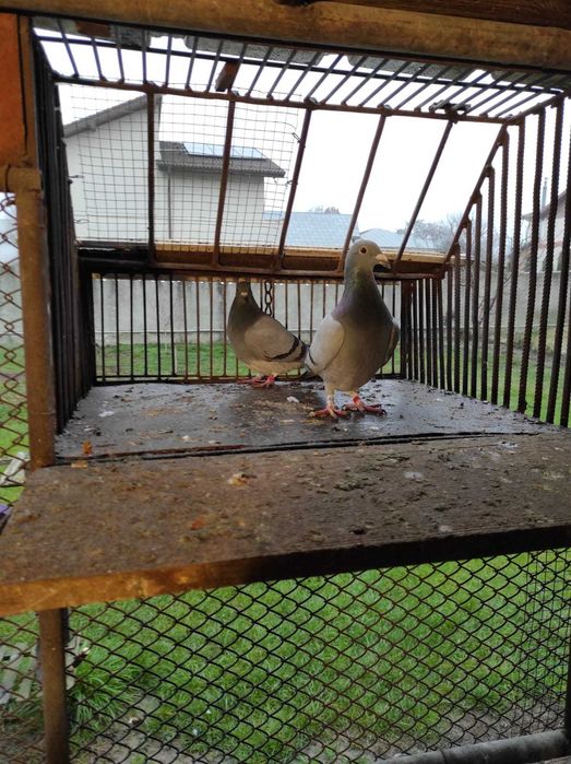 Porumbei voiajori, maraton, tardivi 2025