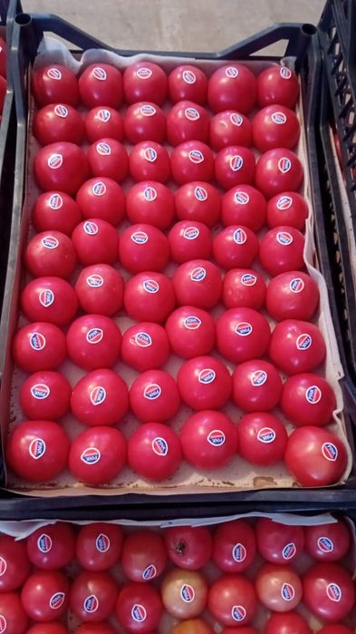 Помидор сотамиз Производство Туркмении оптом