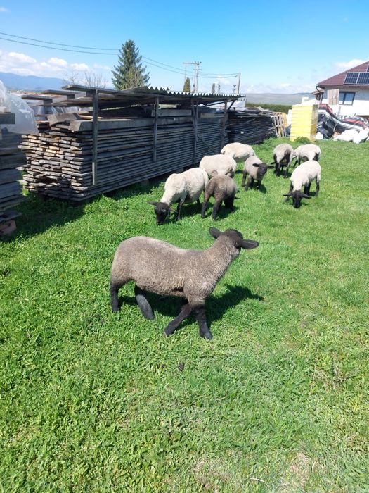 Suffolk berbecut miel