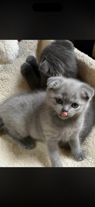 шотландски клепоухи и британски котенца