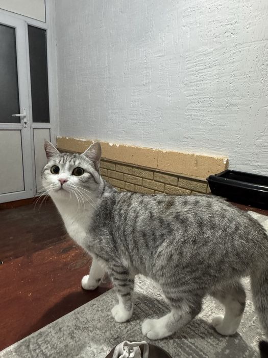 Кот взхахчхччххчвзвзв