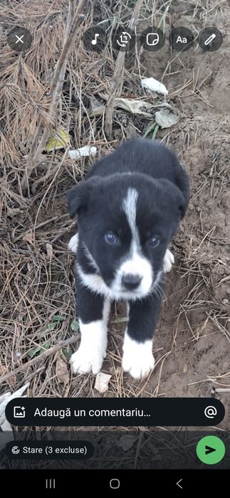 Donez catel sau catelusa