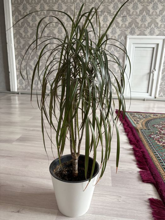 Продам Цветы Драцена