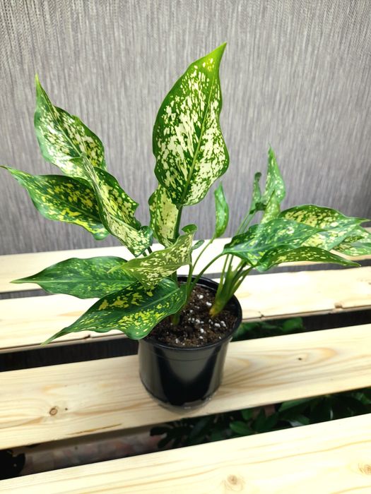 Продам Аглаонема Ред