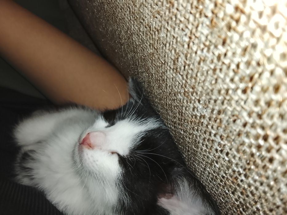 Кошка прадаются.