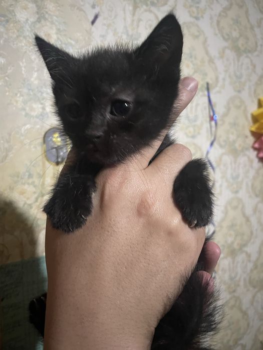 Продается котята