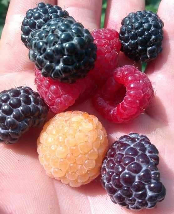 Butasi de: zmeura neagra ,zmeura galbena,zmeura rosie si mur fara spin