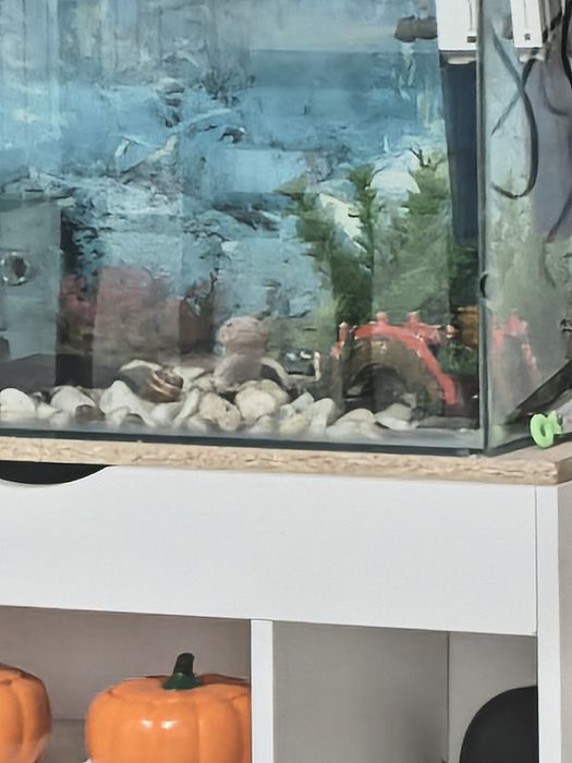 Продам аксолотля