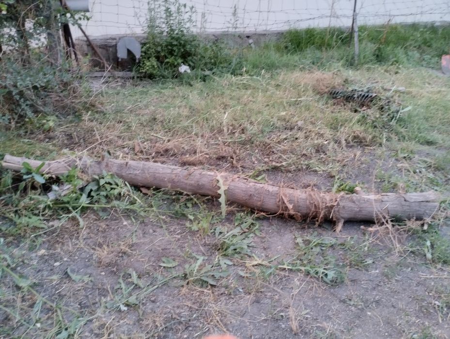 Дрова бесплатно самовывоз (тегін отын)