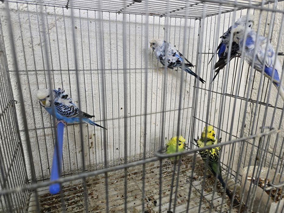 Бабичка или хагоромы