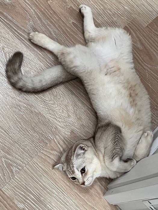 Породистая кошечка