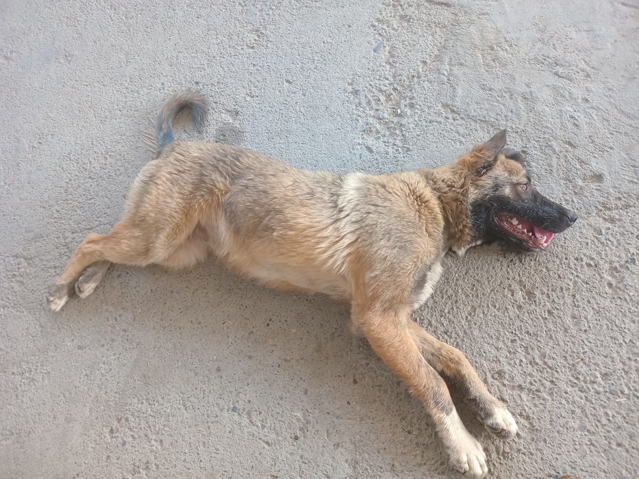 Күшік сатылады бағасы келсеміз