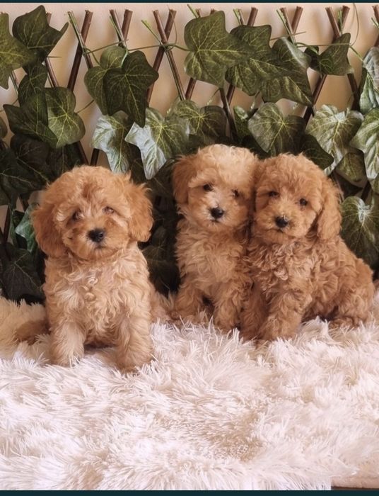 Той Пудел Toy Poodle