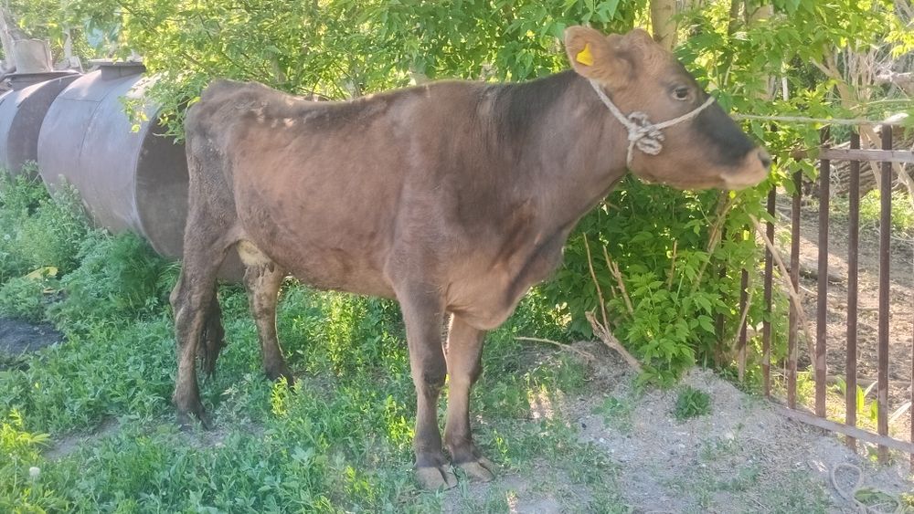 Продам  корова откорым