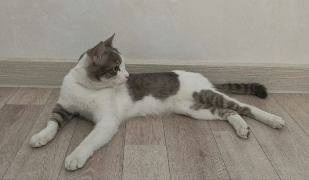 Срочно котик в добрые руки