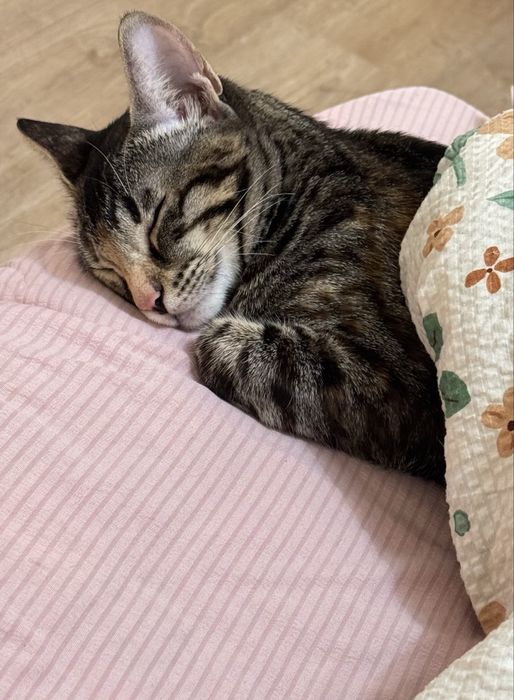 Продаётся котёнок бенгальской породы (девочка).