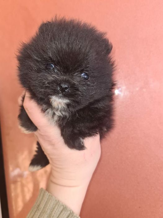 Продам щенков  шпица.