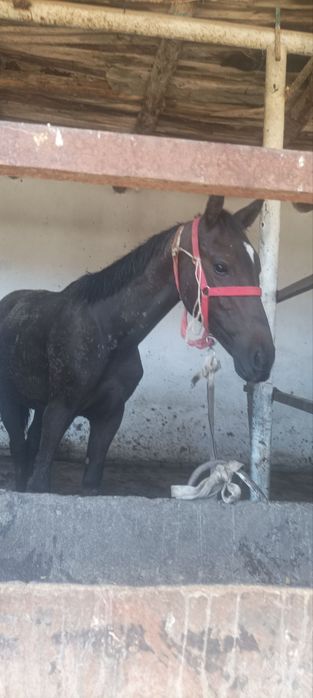 3 ta erkak nar toylar sotiladi