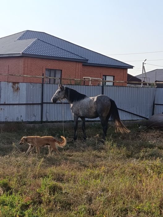 Орловский сатылады