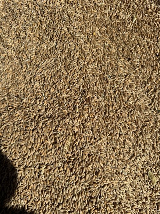 Triticale  de.    Anul acesta