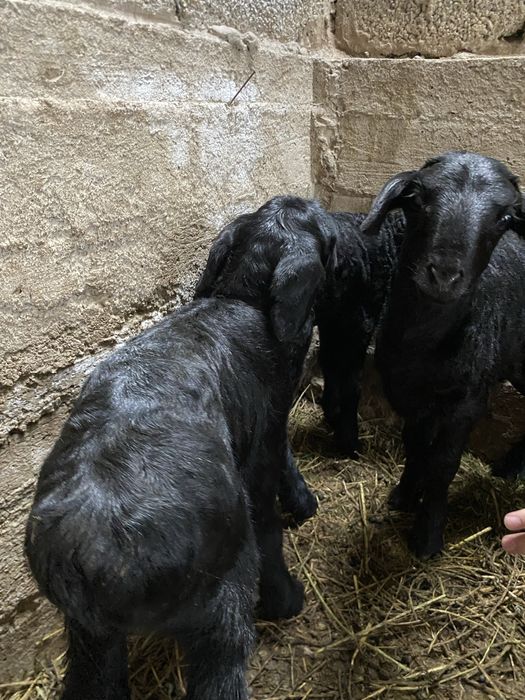 Козылар сатылады