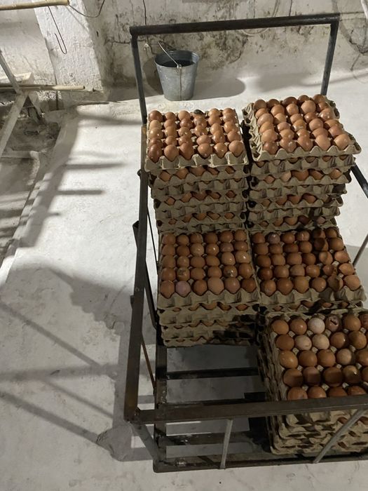 Ломан браун несушки
