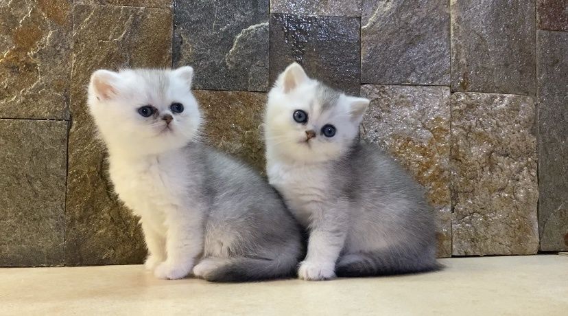 Британка късокосместа