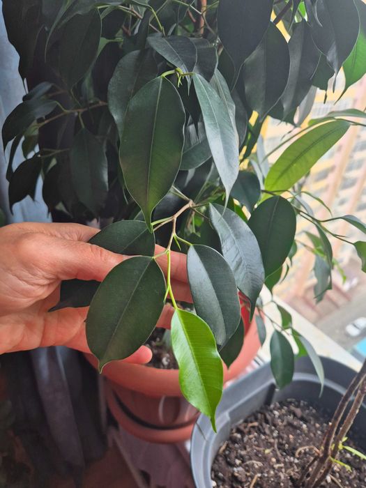 Комнатные цветы фикус