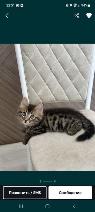Отдам котенка в добрые руки