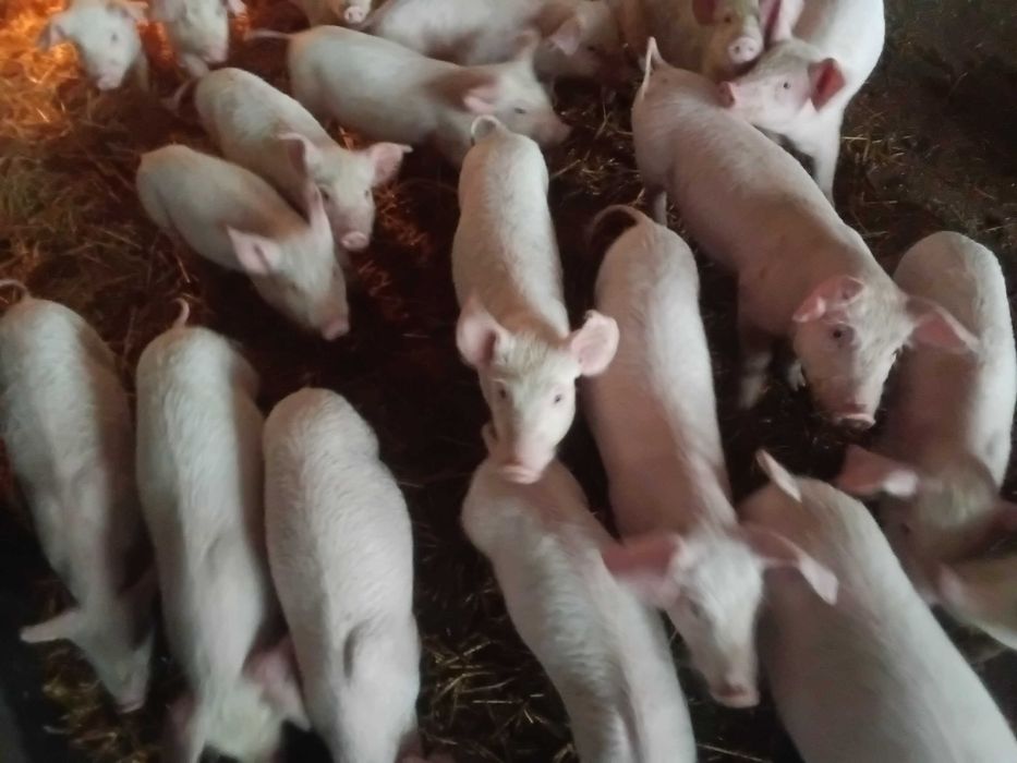 Малки и големи прасета