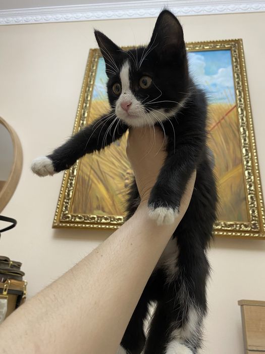 Отдам котят в добрые руки