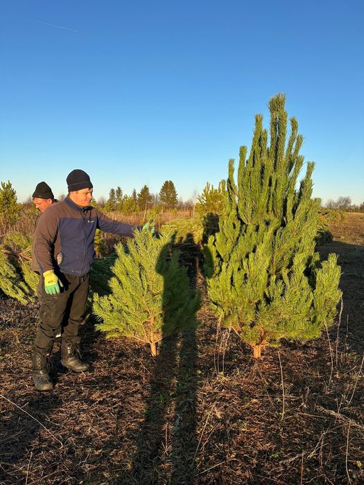 Елки сосны 2025 года