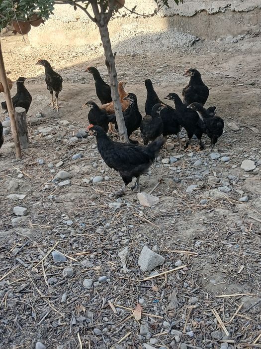 Andijon qora jo‘jalari hamma vaksinalari  qilingan
