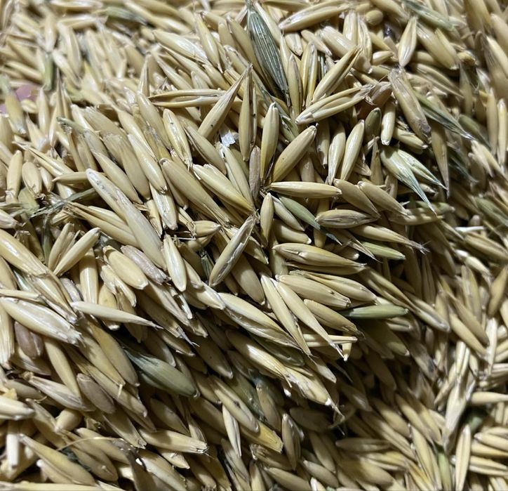 Продается Овес. Сатуға арналған сұлы.