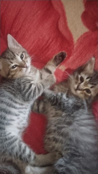 Отдам котят в добрые руки