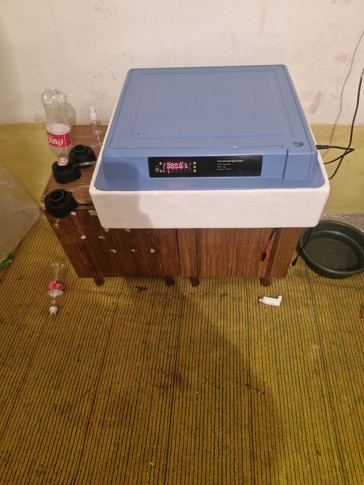 Inkubator Xizmati Tuxumlar Uruglangan Bolsa O'chirib Beraman