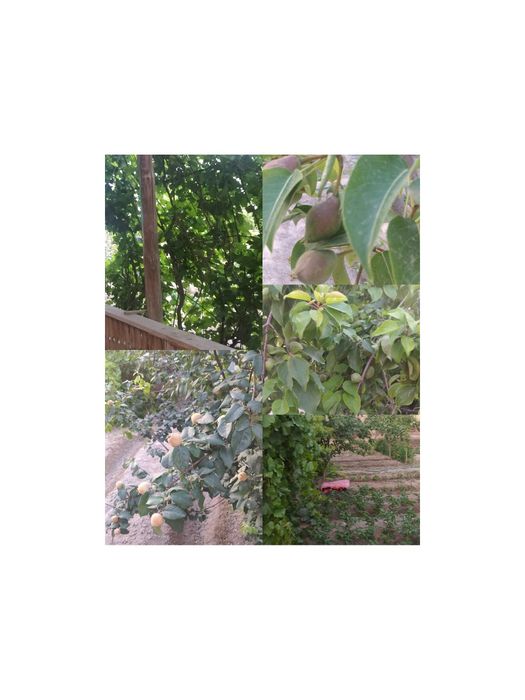 Тез Арада Нокис каласы центрда жер жай сатылады.