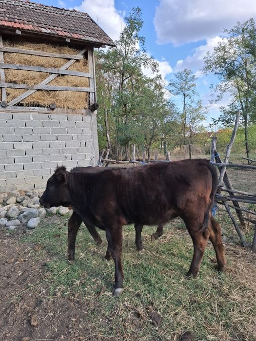 Viței de vânzare
