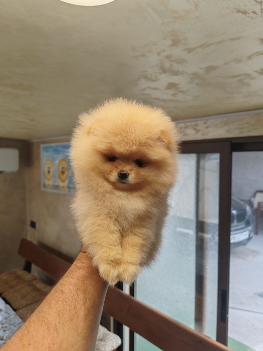 Померан мини мъжко и женско